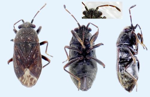 Stygnocoris fuligineus